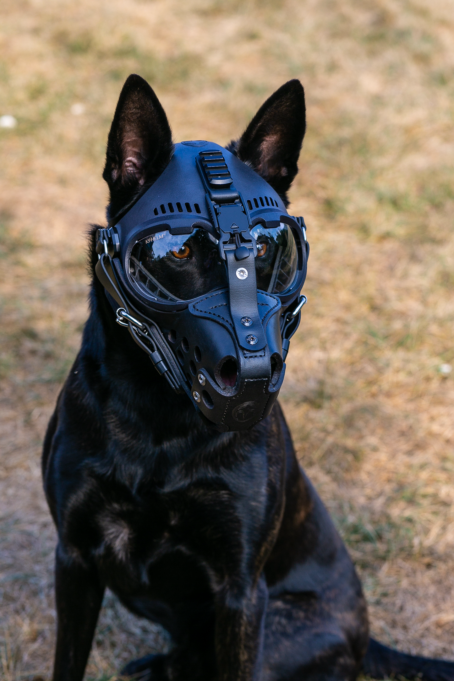 Must-Have Dog Safety Helm: Comfort, Protection, and Style for Your Best Friend