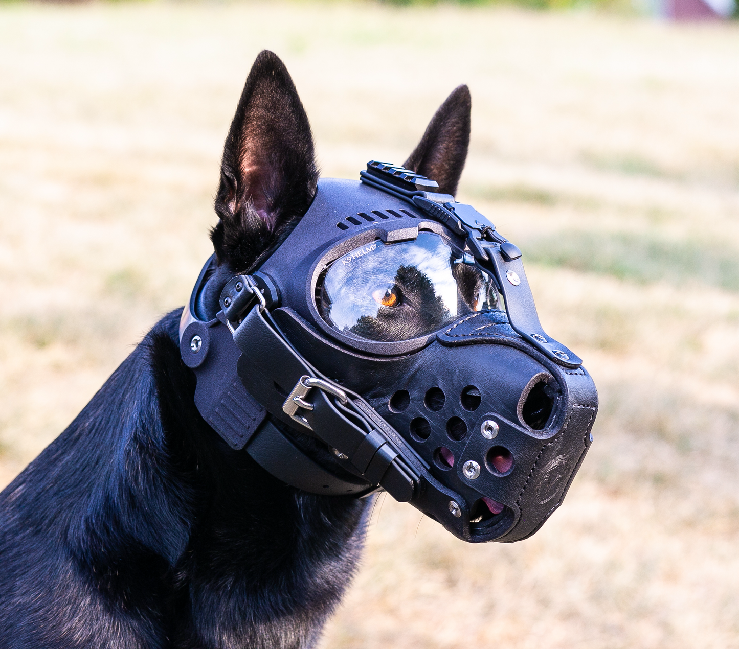 Must-Have Dog Safety Helm: Comfort, Protection, and Style for Your Best Friend